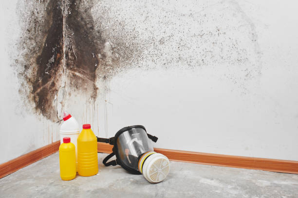 Best Black Mold Removal  in Oxford, KS