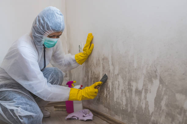 Best Mold Removal Process  in Oxford, KS