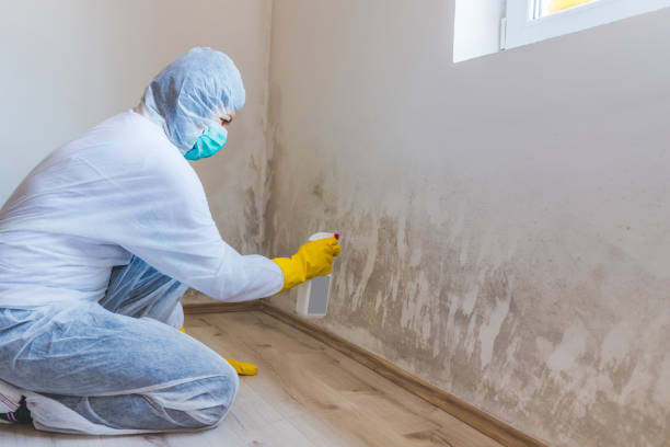 Professional Mold Removal in Oxford, KS