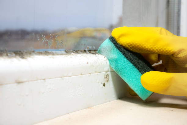 Best Certified Mold Removal  in Oxford, KS