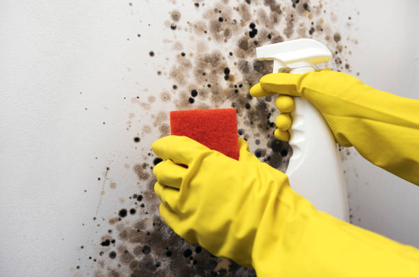 Best Toxic Mold Removal  in Oxford, KS