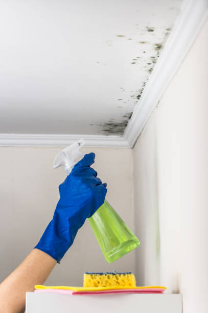 Best Mold Remediation  in Oxford, KS